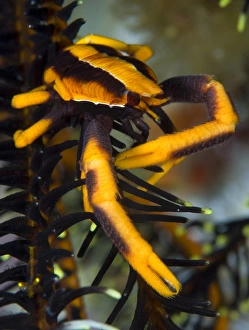 Orange and brown Elegant Squat Lobster on crinoid Orange and brown Elegant Squat Lobster on crinoid
