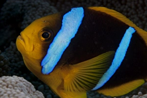 Orange-fin anenomefish in its host anenome, Fiji Orange-fin anenomefish in its host anenome, Fiji