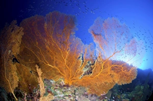 Orange gorgonian sea fan, Christmas Island, Australia Orange gorgonian sea fan, Christmas Island, Australia