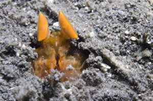 Orange Mantis Shrimp in its burrow, Papua New Guinea Orange Mantis Shrimp in its burrow, Papua New Guinea