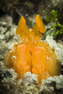 Orange Mantis Shrimp peering from a burrow, Solomon Islands Orange Mantis Shrimp peering from a burrow, Solomon Islands