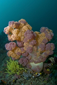 Orange and pink soft coral, Komodo, Indonesia Orange and pink soft coral, Komodo, Indonesia