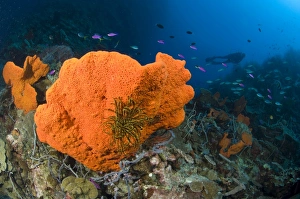 Orange sponge with crinoid attached, Papua New Guinea Orange sponge with crinoid attached, Papua New Guinea