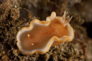 Orange and white Glossodoris rufomarginata nudibranch Orange and white Glossodoris rufomarginata nudibranch