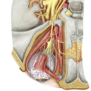 Orbital cut showing abducent nerve with ciliary ganglion and oculomotor nerve Orbital cut showing abducent nerve with ciliary ganglion and oculomotor nerve