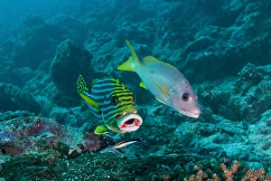 Oriental sweetlip and yellow snapper with a cleaner wrasse, Maldives Oriental sweetlip and yellow snapper with a cleaner wrasse, Maldives