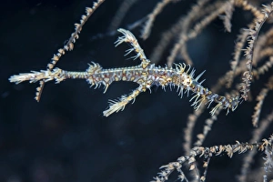 An ornate ghost pipefish blends into its environment An ornate ghost pipefish blends into its environment