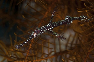 An ornate ghost pipefish blends in with its surroundings An ornate ghost pipefish blends in with its surroundings