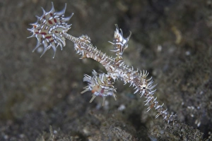 An ornate ghost pipefish in Komodo National Park, Indonesia An ornate ghost pipefish in Komodo National Park, Indonesia