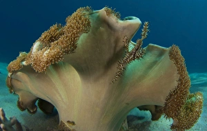 Ornate ghost pipefish with mushroom leather coral, Indonesia Ornate ghost pipefish with mushroom leather coral, Indonesia
