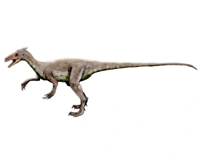 <b class=qtipBold><figcaption>Ornitholestes dinosaur</figcaption></b><br>Ornitholestes dinosaur, white background.<br><em>© Nobumichi Tamura/Stocktrek Images</em> Ornitholestes dinosaur