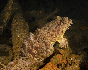 <b class=qtipBold><figcaption>Ocean Life</figcaption></b><br><br><em>© Brent Barnes/Stocktrek Images</em> Ocean Life