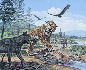 A pack of Canis dirus wolves approach a Smilodon and its prey A pack of Canis dirus wolves approach a Smilodon and its prey
