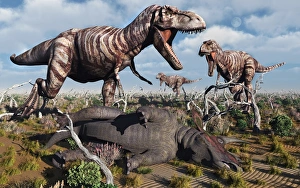 A pack of carnivorous T-rex dinosaurs with their freshly killed Triceratops A pack of carnivorous T-rex dinosaurs with their freshly killed Triceratops
