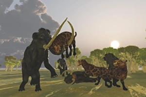 A pack of Saber Tooth Cats attack a small Woolly Mammoth A pack of Saber Tooth Cats attack a small Woolly Mammoth