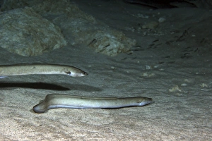 A pair of American Eels patrol the sandy bottom of Morrison Springs cavern A pair of American Eels patrol the sandy bottom of Morrison Springs cavern