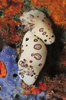 Pair of black and white Joruna funebris nudibranch, Indonesia Pair of black and white Joruna funebris nudibranch, Indonesia