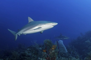 Pair of Caribbean reef sharks swimming along the reef, Cuba Pair of Caribbean reef sharks swimming along the reef, Cuba