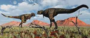 A pair of Carnotaurus dinosaurs in a territorial dispute A pair of Carnotaurus dinosaurs in a territorial dispute