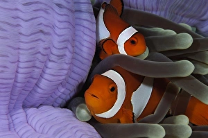 <b class=qtipBold><figcaption>Pair of Clown Anemonefish, Indonesia</figcaption></b><br>Pair of Clown Anemonefish, Indonesia.<br><em>© Todd Winner/Stocktrek Images</em> Pair of Clown Anemonefish, Indonesia