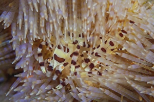 A pair of Colemans shrimp live among the venomous spines of a fire urchin A pair of Colemans shrimp live among the venomous spines of a fire urchin
