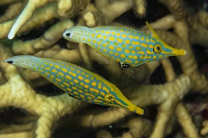 <b class=qtipBold><figcaption>Pair of comet fish, Australia</figcaption></b><br>Pair of comet fish, Australia.<br><em>© Todd Winner/Stocktrek Images</em> Pair of comet fish, Australia