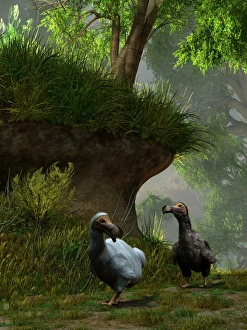 A pair of Dodo birds waddle along a forest path A pair of Dodo birds waddle along a forest path