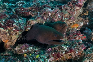 Pair of giant moray eels in hole with cleaner shrimp, Maldives Pair of giant moray eels in hole with cleaner shrimp, Maldives