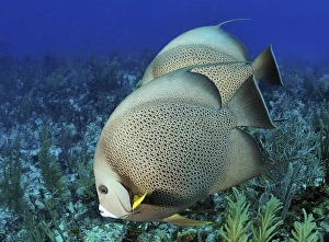 A pair of Gray Angelfish on a Caribbean reef A pair of Gray Angelfish on a Caribbean reef