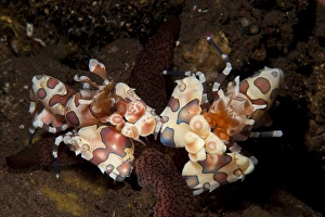 A pair of Harlequin shrimp with one feeding off a starfish, Bali A pair of Harlequin shrimp with one feeding off a starfish, Bali
