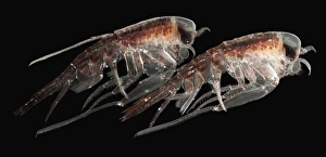 A pair of hyperiid amphipod, Southern Ocean, Antarctica A pair of hyperiid amphipod, Southern Ocean, Antarctica