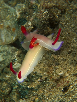 Pair of hypselodoris bullockii nudibranch, North Sulawesi Pair of hypselodoris bullockii nudibranch, North Sulawesi