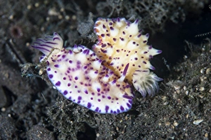 A pair of Mexichromis nudibranch circle each other trying to mate A pair of Mexichromis nudibranch circle each other trying to mate