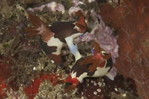 A pair of Nembrotha chamberlaini nudibranchs mating A pair of Nembrotha chamberlaini nudibranchs mating