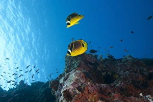 A pair of racoon butterflyfish swimming in Fiji waters A pair of racoon butterflyfish swimming in Fiji waters