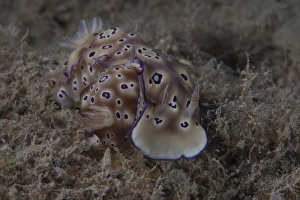 A pair of Risbecia tryoni nudibranch, Beqa Lagoon, Fiji A pair of Risbecia tryoni nudibranch, Beqa Lagoon, Fiji