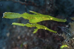 A pair of robust ghost pipefish in Komodo National Park, Indonesia A pair of robust ghost pipefish in Komodo National Park, Indonesia