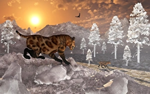 A pair of Sabre Tooth Tigers experience the first signs of winter A pair of Sabre Tooth Tigers experience the first signs of winter