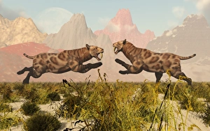 A pair of Sabre Tooth Tigers in a fight over territory A pair of Sabre Tooth Tigers in a fight over territory