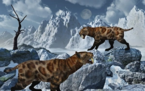 A pair of Sabre-Toothed Tigers in a cold Pleistocene winter landscape A pair of Sabre-Toothed Tigers in a cold Pleistocene winter landscape