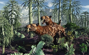 A pair of Sabre-Toothed Tigers hunting during the Pleistocene period of time A pair of Sabre-Toothed Tigers hunting during the Pleistocene period of time