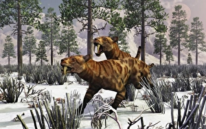 A pair of Sabre-Toothed Tigers hunting in a winter landscape A pair of Sabre-Toothed Tigers hunting in a winter landscape