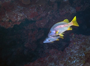 <b class=qtipBold><figcaption>A pair of Schoolmaster fish</figcaption></b><br>A pair of Schoolmaster fish (Lutjanus apodus) swim in a cavern inside a coral reef just off the coast of Grand Cayman Island.<br><em>© Michael Wood/Stocktrek Images</em> A pair of Schoolmaster fish