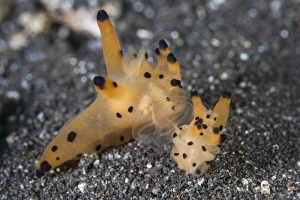 A pair of Thecacera nudibranch mating on the seafloor A pair of Thecacera nudibranch mating on the seafloor