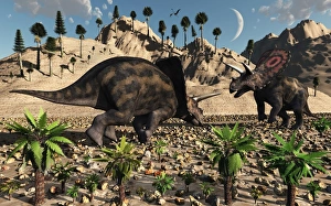A pair of Torosaurus dinosaurs fight each other A pair of Torosaurus dinosaurs fight each other