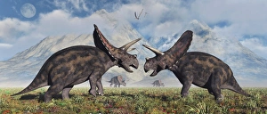 A pair of Torosaurus dinosaurs involved in a territorial dispute A pair of Torosaurus dinosaurs involved in a territorial dispute