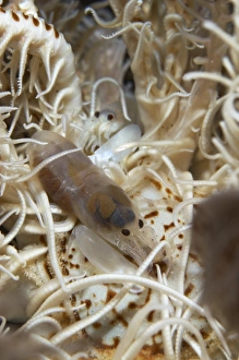 Pair of transluscent white snapping shrimp on crinoid Pair of transluscent white snapping shrimp on crinoid