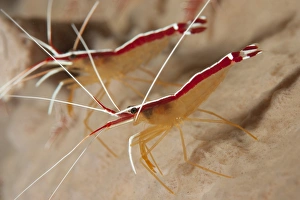 A pair of white striped cleaner shrimp, Bali, Indonesia A pair of white striped cleaner shrimp, Bali, Indonesia