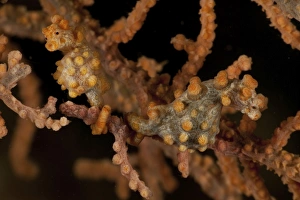 Pair of yellow pygmy seahorse, North Sulawesi Pair of yellow pygmy seahorse, North Sulawesi