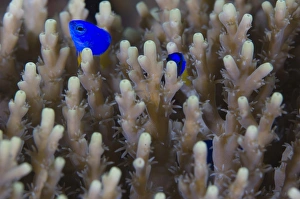 A pair of Yellowtail Damselfish amongst hard coral A pair of Yellowtail Damselfish amongst hard coral